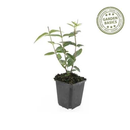 Duftloses Johanniskraut 'Rheingold' 48er-Set (Hypericum inodorum) – winterharte Staude, Topf-Ø 9 cm, Höhe ca. 25 cm