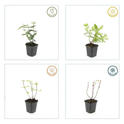 Duftloses Johanniskraut 48er-Set (Hypericum inodorum) – winterharte Staude, Topf-Ø 9 cm, Höhe ca. 25 cm