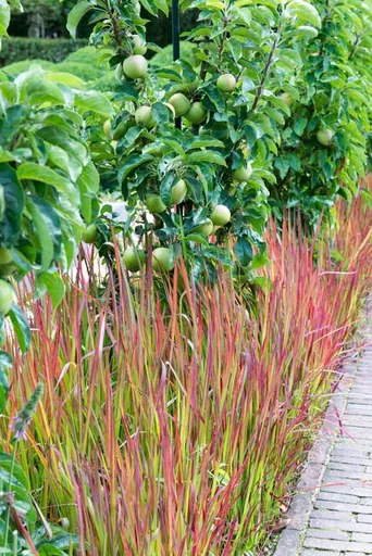 Blutgras 'Red Baron' 24er-Set (Imperata cylindrica) – winterhartes Ziergras, Topf-Ø 9 cm, Höhe ca. 25 cm