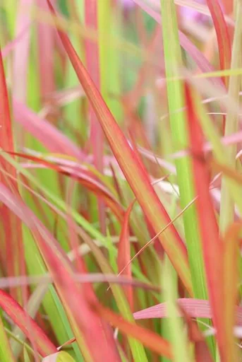 Blutgras 'Red Baron' 48er-Set (Imperata cylindrica) – winterhartes Ziergras, Topf-Ø 9 cm, Höhe ca. 25 cm