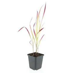 Blutgras 'Red Baron' 48er-Set (Imperata cylindrica) – winterhartes Ziergras, Topf-Ø 9 cm, Höhe ca. 25 cm