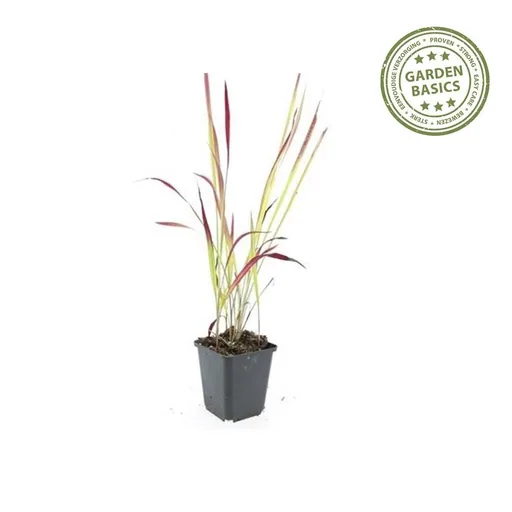Blutgras 'Red Baron' 48er-Set (Imperata cylindrica) – winterhartes Ziergras, Topf-Ø 9 cm, Höhe ca. 25 cm
