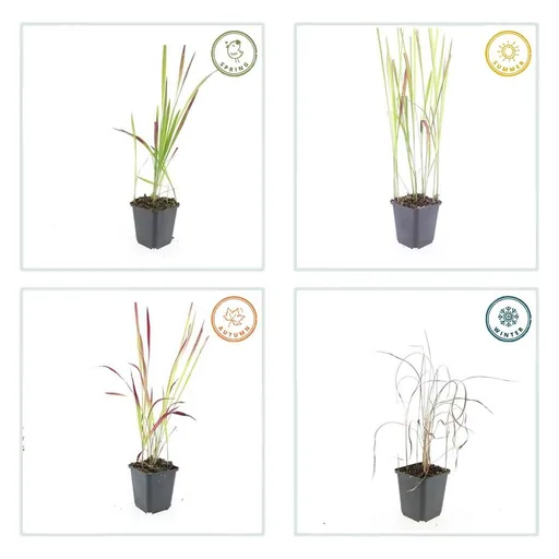 Blutgras 'Red Baron' 48er-Set (Imperata cylindrica) – winterhartes Ziergras, Topf-Ø 9 cm, Höhe ca. 25 cm