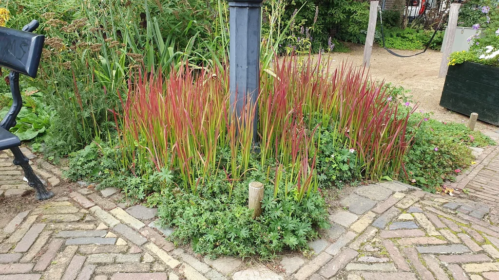 Blutgras 'Red Baron' 48er-Set (Imperata cylindrica) – winterhartes Ziergras, Topf-Ø 9 cm, Höhe ca. 25 cm