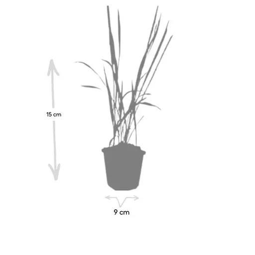 Blutgras 'Red Baron' 48er-Set (Imperata cylindrica) – winterhartes Ziergras, Topf-Ø 9 cm, Höhe ca. 25 cm