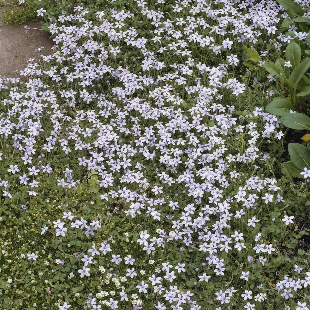 Blauer Bubikopf 48er-Set (Isotoma fluviatilis) – winterharte Bodendecker-Staude, Topf-Ø 9 cm, Höhe ca. 25 cm