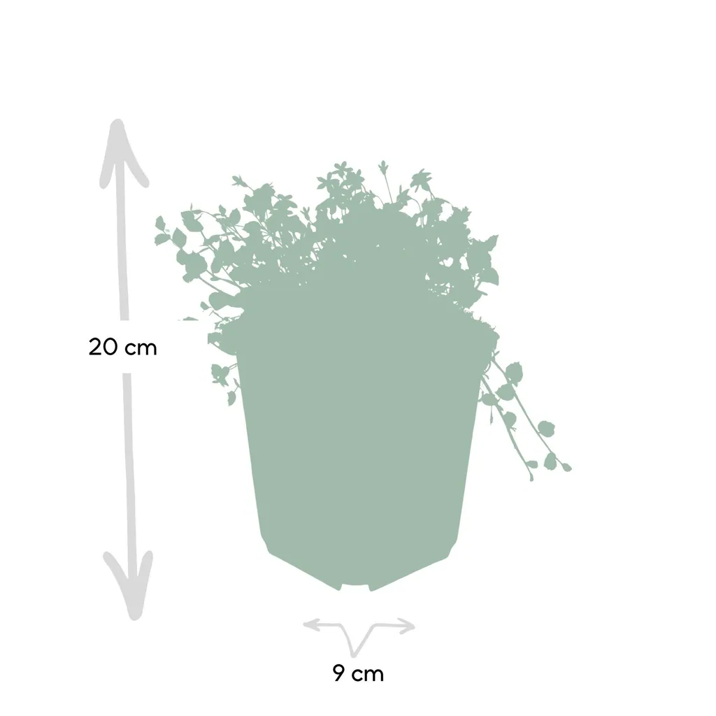 Blauer Bubikopf 48er-Set (Isotoma fluviatilis) – winterharte Bodendecker-Staude, Topf-Ø 9 cm, Höhe ca. 25 cm