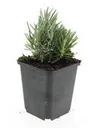Echter Lavendel 'Dwarf Blue' 24er-Set (Lavandula angustifolia) – winterharte Duftstaude, Topf-Ø 9 cm, Höhe ca. 25 cm