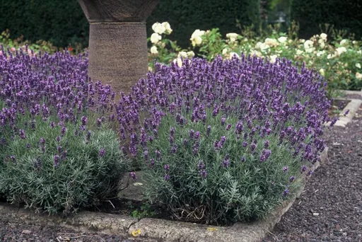 Echter Lavendel 'Dwarf Blue' 24er-Set (Lavandula angustifolia) – winterharte Duftstaude, Topf-Ø 9 cm, Höhe ca. 25 cm