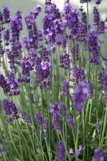 Echter Lavendel 'Dwarf Blue' 24er-Set (Lavandula angustifolia) – winterharte Duftstaude, Topf-Ø 9 cm, Höhe ca. 25 cm