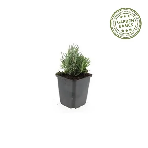 Echter Lavendel 'Dwarf Blue' 24er-Set (Lavandula angustifolia) – winterharte Duftstaude, Topf-Ø 9 cm, Höhe ca. 25 cm