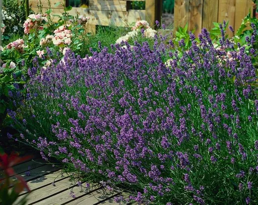 Echter Lavendel 'Munstead' 24er-Set (Lavandula angustifolia) – winterharte Duftstaude, Topf-Ø 9 cm, Höhe ca. 25 cm