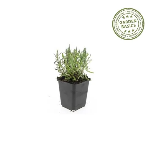 Echter Lavendel 'Munstead' 24er-Set (Lavandula angustifolia) – winterharte Duftstaude, Topf-Ø 9 cm, Höhe ca. 25 cm