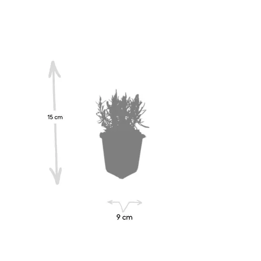 Echter Lavendel 'Munstead' 48er-Set (Lavandula angustifolia) – winterharter Halbstrauch, Topf-Ø 9 cm, Höhe ca. 25 cm