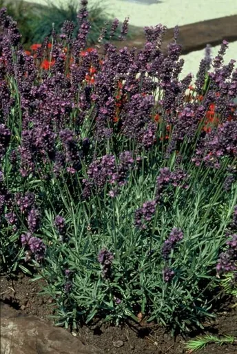 Echter Lavendel 'Munstead' 48er-Set (Lavandula angustifolia) – winterharter Halbstrauch, Topf-Ø 9 cm, Höhe ca. 25 cm