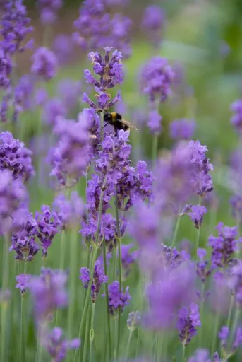 Echter Lavendel 'Munstead' 48er-Set (Lavandula angustifolia) – winterharter Halbstrauch, Topf-Ø 9 cm, Höhe ca. 25 cm