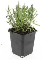 Echter Lavendel 'Munstead' 48er-Set (Lavandula angustifolia) – winterharter Halbstrauch, Topf-Ø 9 cm, Höhe ca. 25 cm