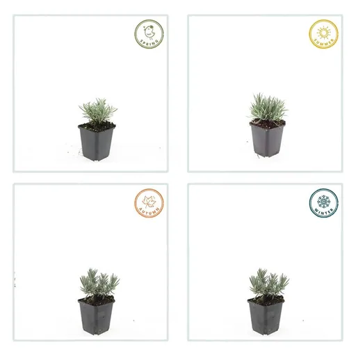 Echter Lavendel 'Edelweiss' 48er-Set (Lavandula angustifolia) – winterharte Duftstaude, Topf-Ø 9 cm, Höhe ca. 25 cm