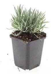 Echter Lavendel 'Edelweiss' 48er-Set (Lavandula angustifolia) – winterharte Duftstaude, Topf-Ø 9 cm, Höhe ca. 25 cm