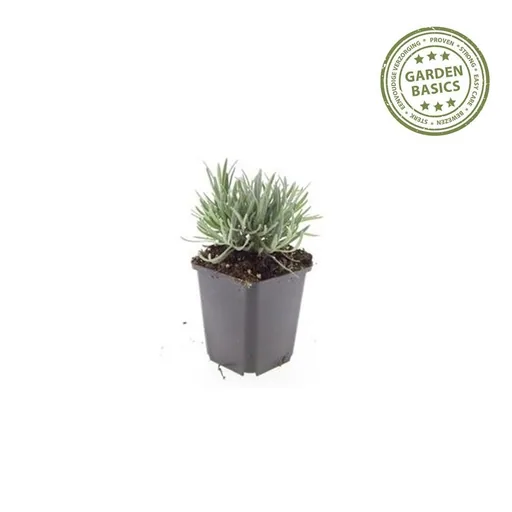 Echter Lavendel 'Edelweiss' 48er-Set (Lavandula angustifolia) – winterharte Duftstaude, Topf-Ø 9 cm, Höhe ca. 25 cm