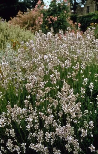 Echter Lavendel 'Edelweiss' 48er-Set (Lavandula angustifolia) – winterharte Duftstaude, Topf-Ø 9 cm, Höhe ca. 25 cm