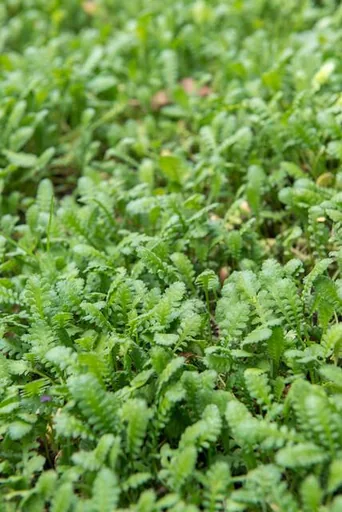 Fiederpolster 24er-Set (Leptinella squalida) – winterharte Staude, Topf-Ø 9 cm, Höhe ca. 25 cm