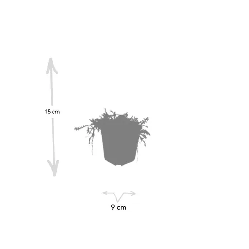 Fiederpolster 24er-Set (Leptinella squalida) – winterharte Staude, Topf-Ø 9 cm, Höhe ca. 25 cm