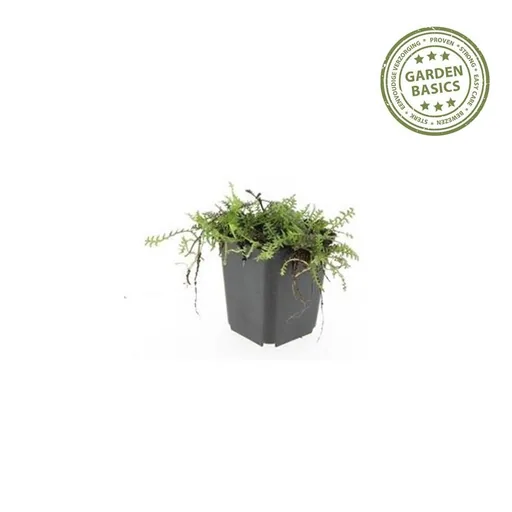 Fiederpolster 24er-Set (Leptinella squalida) – winterharte Staude, Topf-Ø 9 cm, Höhe ca. 25 cm