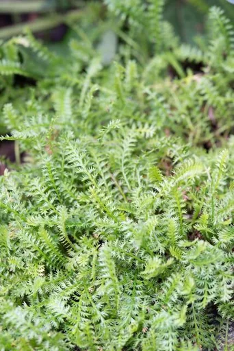 Fiederpolster 24er-Set (Leptinella squalida) – winterharte Staude, Topf-Ø 9 cm, Höhe ca. 25 cm