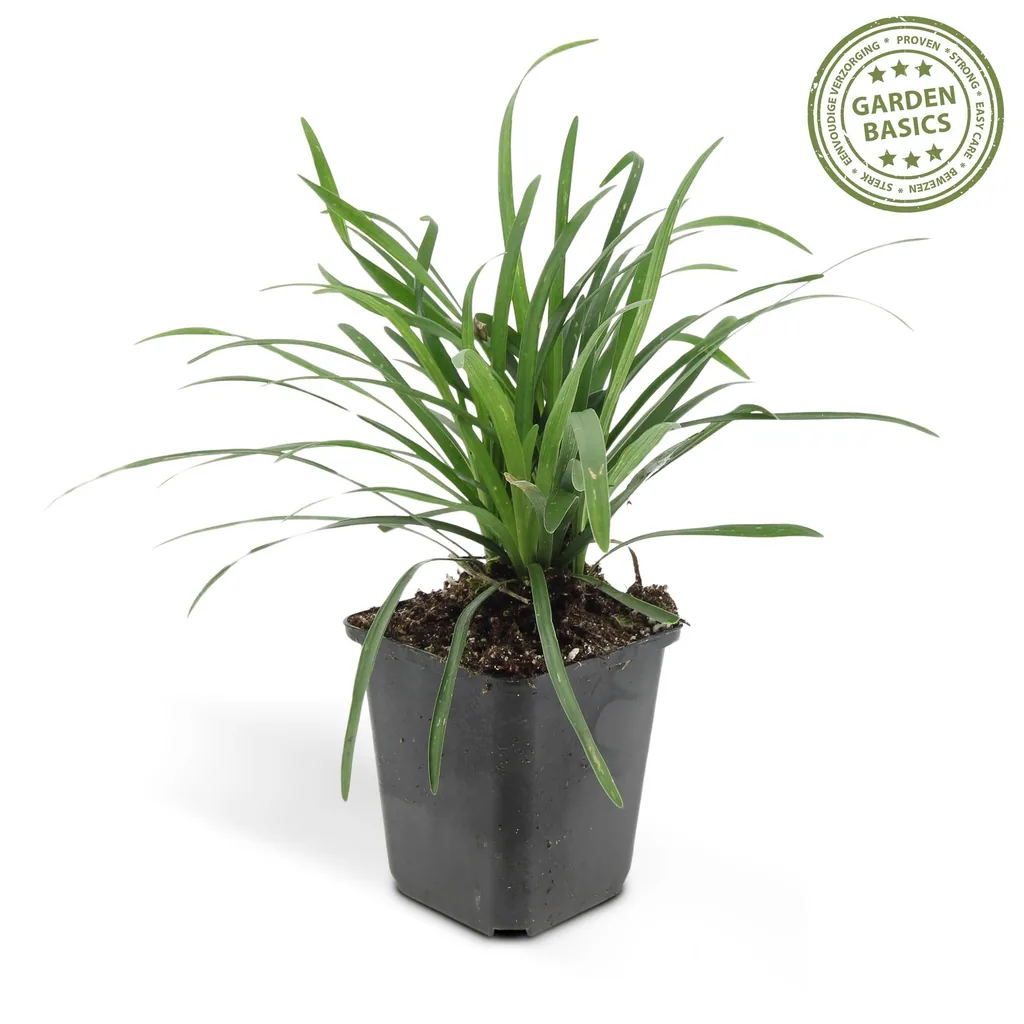 Lilientraube 'Big Blue' 24er-Set (Liriope muscari) – winterharte immergrüne Staude, Topf-Ø 9 cm, Höhe ca. 25 cm