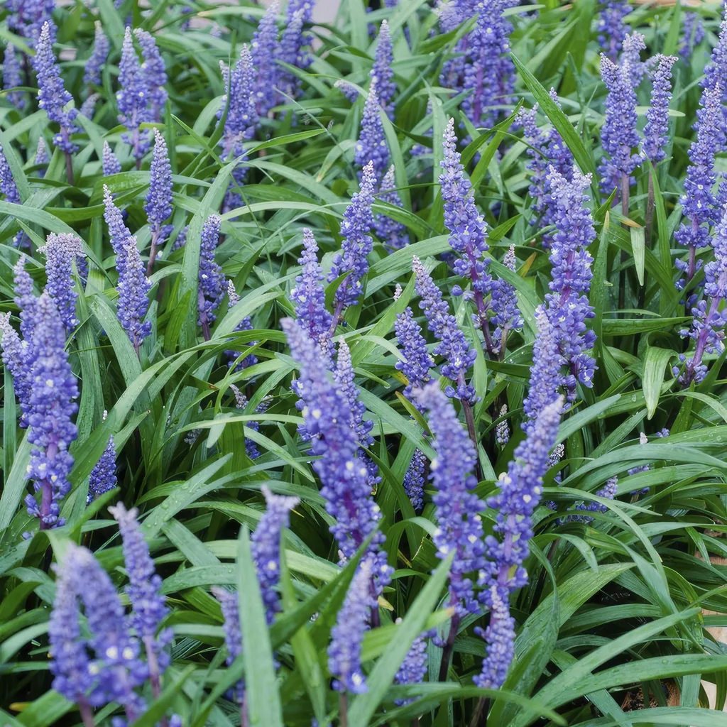 Lilientraube 'Big Blue' 24er-Set (Liriope muscari) – winterharte immergrüne Staude, Topf-Ø 9 cm, Höhe ca. 25 cm