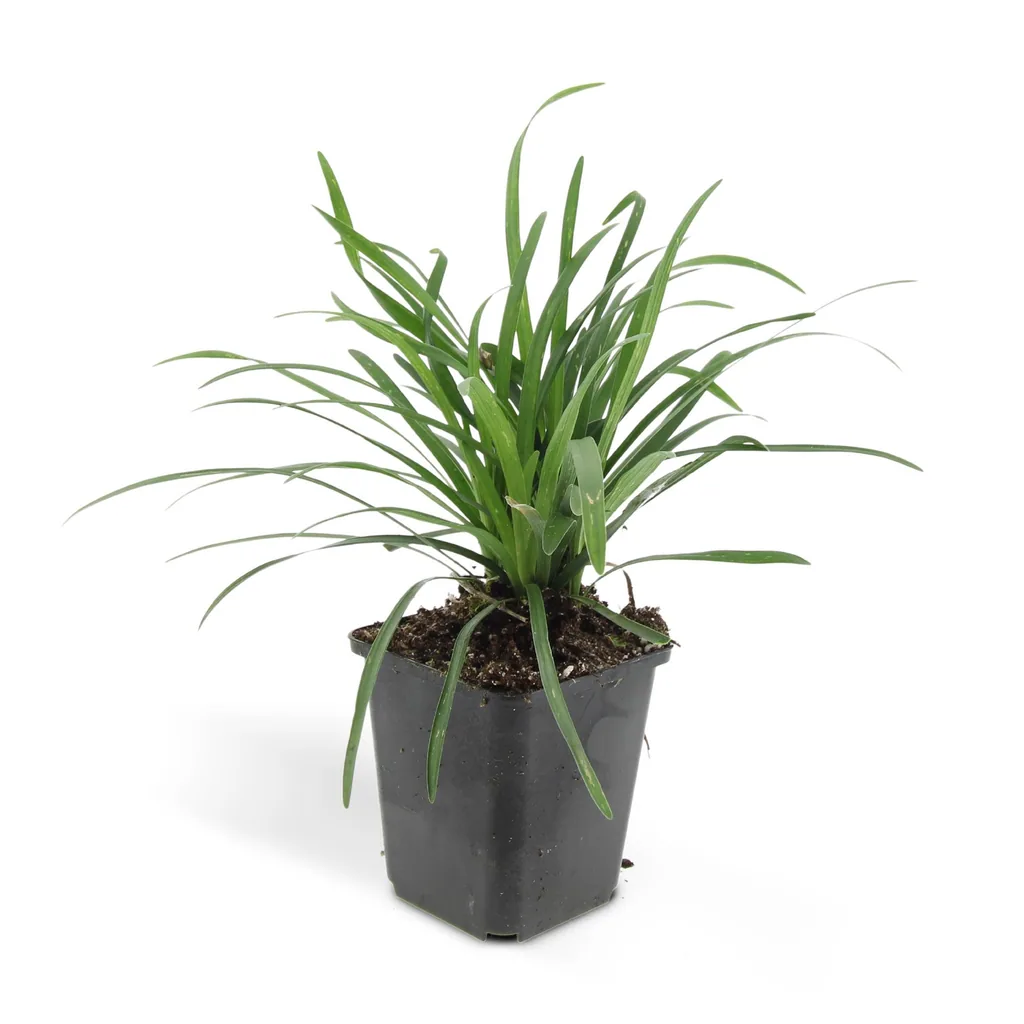 Lilientraube 'Big Blue' 24er-Set (Liriope muscari) – winterharte immergrüne Staude, Topf-Ø 9 cm, Höhe ca. 25 cm