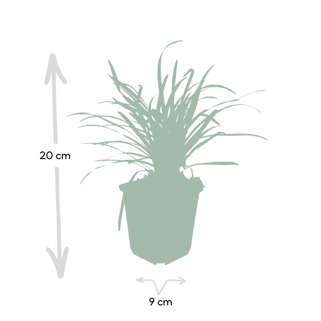 Lilientraube 'Big Blue' 48er-Set (Liriope muscari) – winterharte immergrüne Staude, Topf-Ø 9 cm, Höhe ca. 25 cm