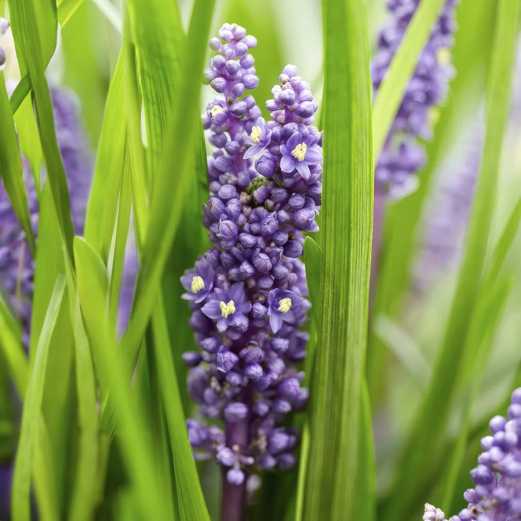 Lilientraube 'Big Blue' 48er-Set (Liriope muscari) – winterharte immergrüne Staude, Topf-Ø 9 cm, Höhe ca. 25 cm