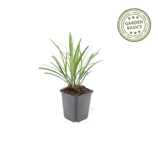 Lilientraube 'Ingwersen' 24er-Set (Liriope muscari) – winterharte immergrüne Staude, Topf-Ø 9 cm, Höhe ca. 25 cm