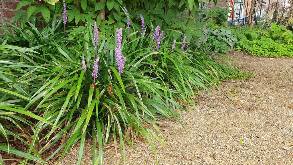 Lilientraube 'Ingwersen' 24er-Set (Liriope muscari) – winterharte immergrüne Staude, Topf-Ø 9 cm, Höhe ca. 25 cm