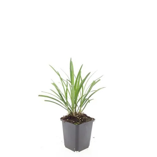 Lilientraube 'Ingwersen' 24er-Set (Liriope muscari) – winterharte immergrüne Staude, Topf-Ø 9 cm, Höhe ca. 25 cm
