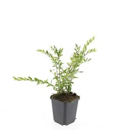 Böschungsmyrte 48er-Set (Lonicera pileata) – winterharter Bodendecker, Topf-Ø 9 cm, Höhe ca. 25 cm