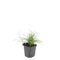 Schneemarbel 24er-Set (Luzula nivea) – winterhartes Ziergras, Topf-Ø 9 cm, Höhe ca. 25 cm