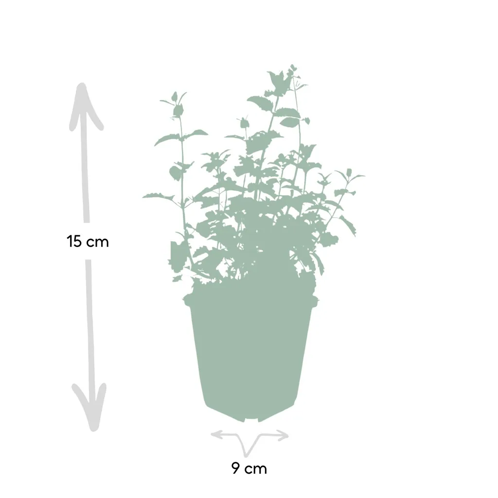 Katzenminze 'Six Hills Giant' 24er-Set (Nepeta) – winterharte Staude, Topf-Ø 9 cm, Höhe ca. 25 cm