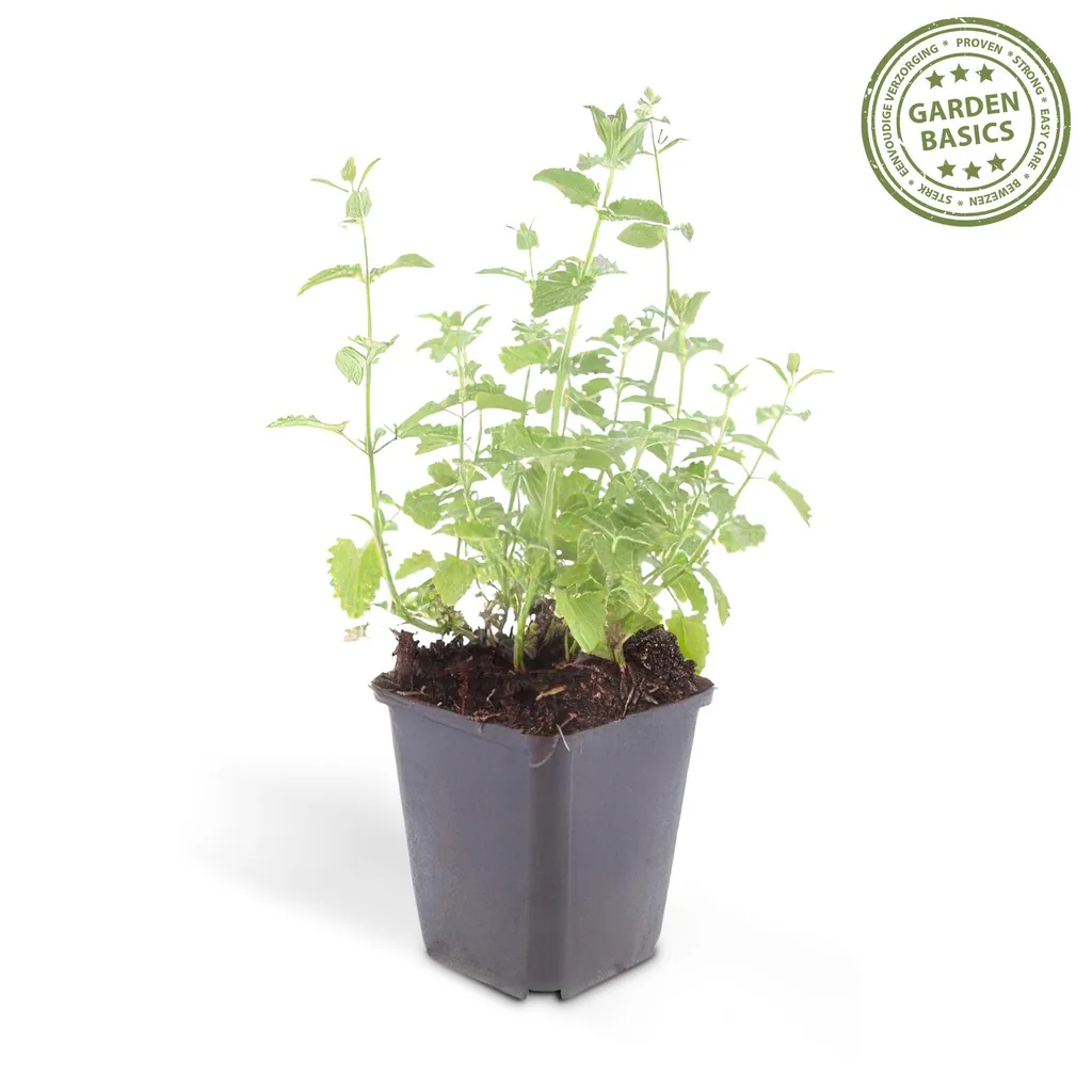 Katzenminze 'Six Hills Giant' 48er-Set (Nepeta) – winterharte Staude, Topf-Ø 9 cm, Höhe ca. 25 cm