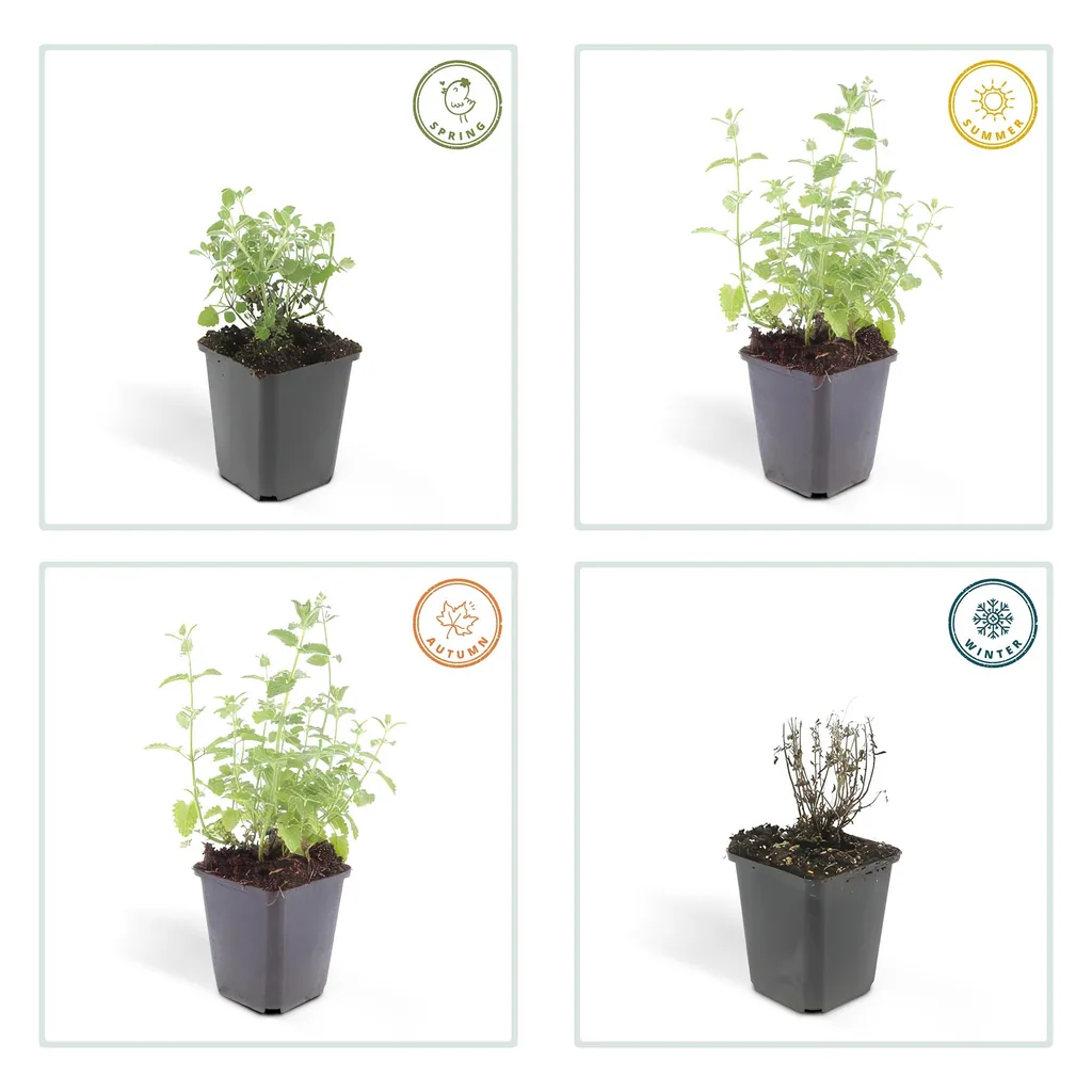Katzenminze 'Six Hills Giant' 48er-Set (Nepeta) – winterharte Staude, Topf-Ø 9 cm, Höhe ca. 25 cm