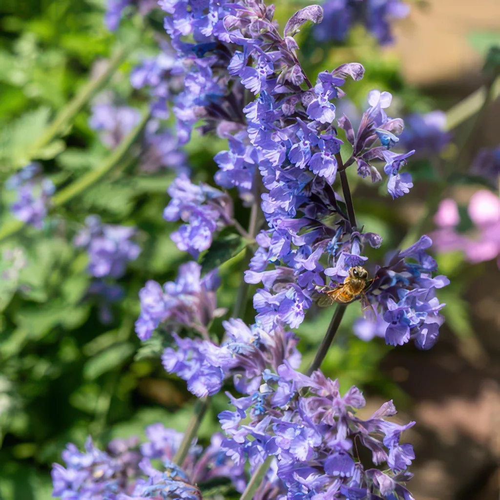 Katzenminze 'Six Hills Giant' 48er-Set (Nepeta) – winterharte Staude, Topf-Ø 9 cm, Höhe ca. 25 cm