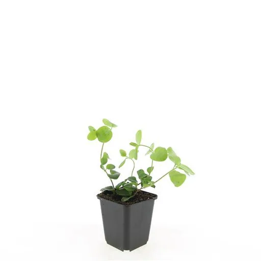 Großes Immergrün 24er-Set (Vinca major) – winterharter Bodendecker, Topf-Ø 9 cm, Höhe ca. 25 cm