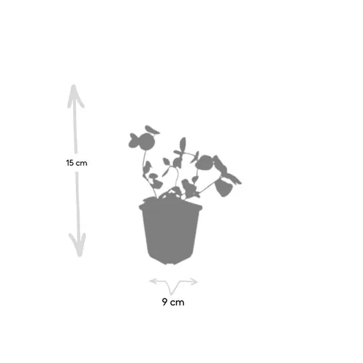 Großes Immergrün 48er-Set (Vinca major) – winterharter Bodendecker, Topf-Ø 9 cm, Höhe ca. 25 cm