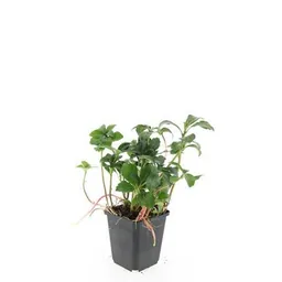 Dickmännchen 'Green Sheen' 24er-Set (Pachysandra terminalis) – winterharter Bodendecker, Topf-Ø 9 cm, Höhe ca. 25 cm