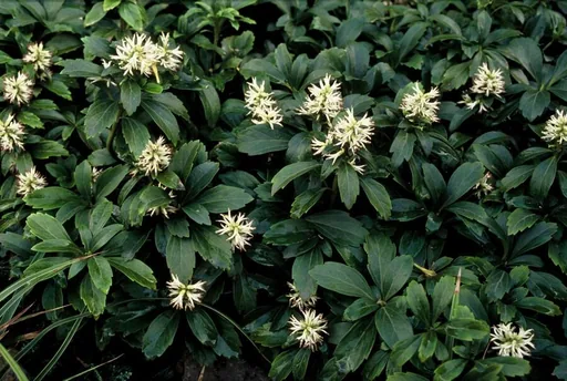 Dickmännchen 'Green Sheen' 24er-Set (Pachysandra terminalis) – winterharter Bodendecker, Topf-Ø 9 cm, Höhe ca. 25 cm