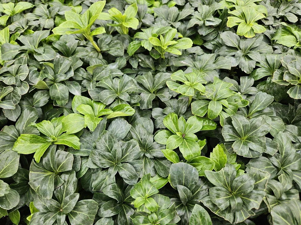 Dickmännchen 'Green Sheen' 24er-Set (Pachysandra terminalis) – winterharter Bodendecker, Topf-Ø 9 cm, Höhe ca. 25 cm