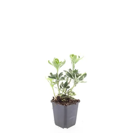 Dickmännchen 'Variegata' 24er-Set (Pachysandra terminalis) – winterharter Bodendecker, Topf-Ø 9 cm, Höhe ca. 25 cm
