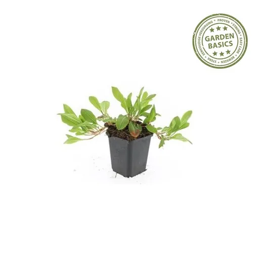 Teppich-Knöterich 'Darjeeling Red' 24er-Set (Persicaria affinis) – winterharter Bodendecker, Topf-Ø 9 cm, Höhe ca. 25 cm